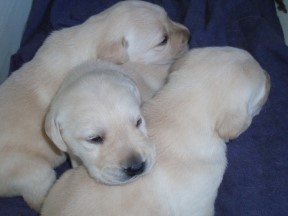 3w 3 pups - 3 weeks