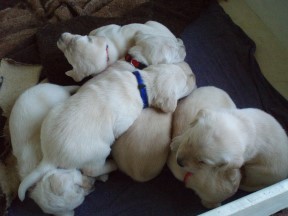 3w dog pile