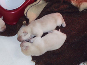 Two-sleeping-pups-P1010029